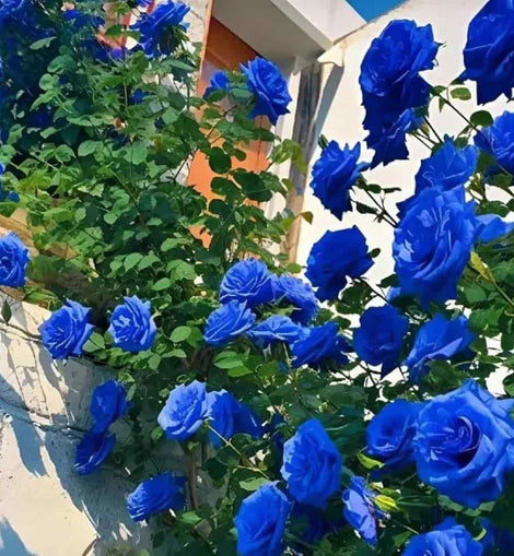 Blue Climbing Rose Seeds